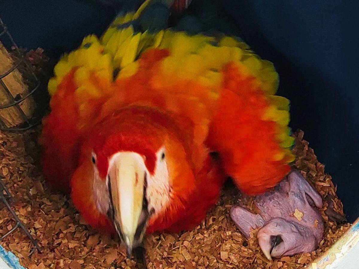 Del huevo al vuelo: el viaje de la guacamaya roja hacia la libertad