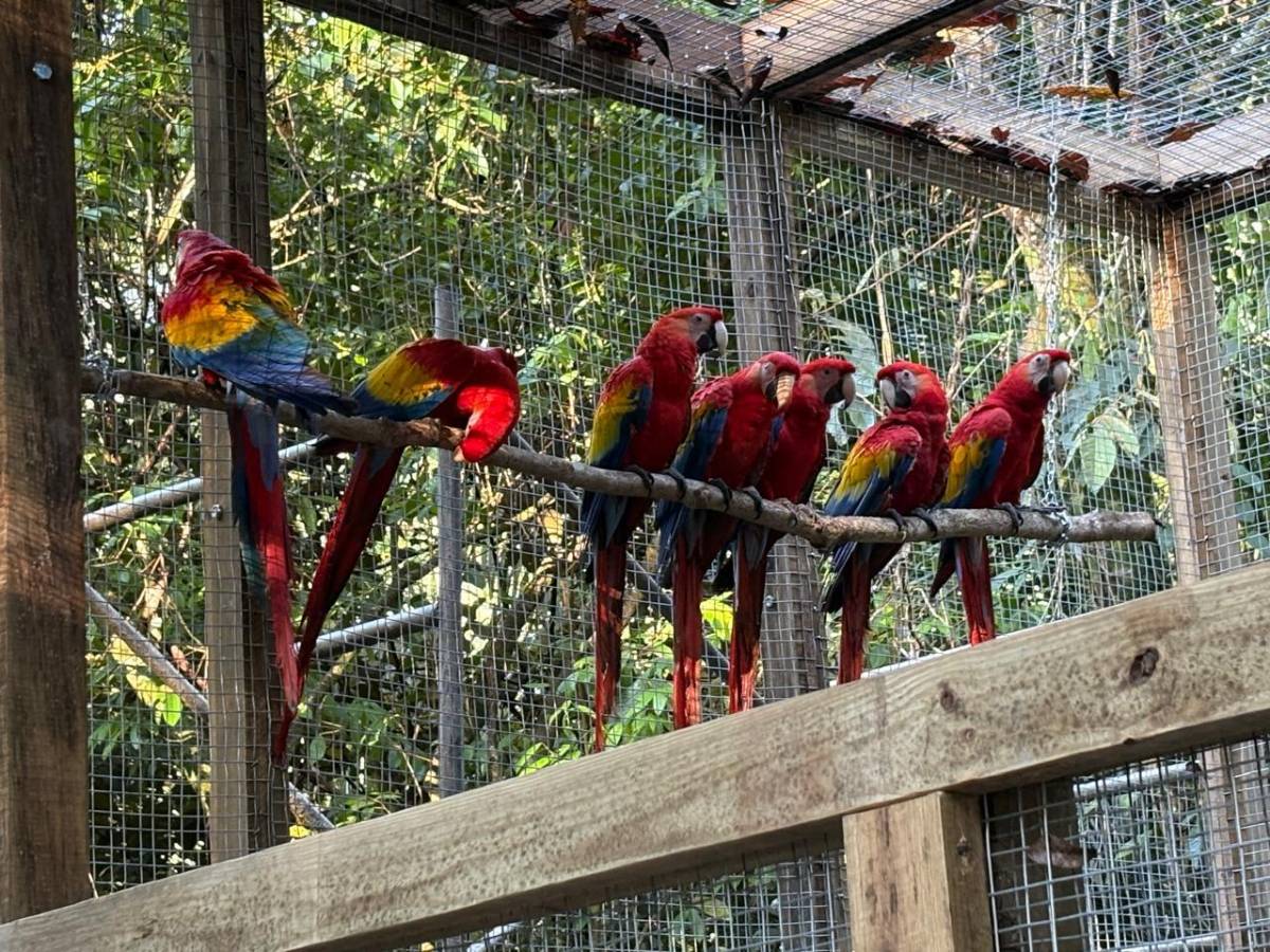 Llevan 16 guacamayas a la cuenca del río Cangrejal para ser liberadas