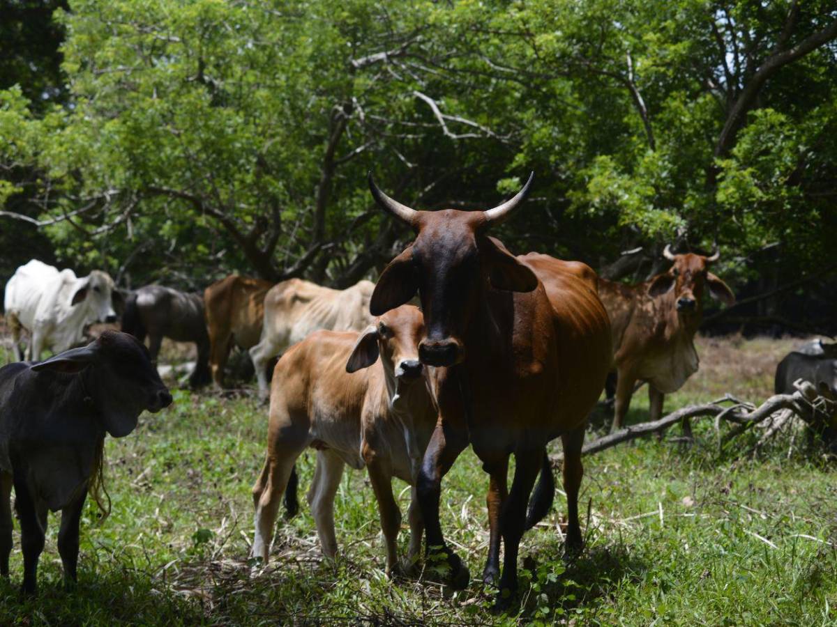¿Qué es la miasis y cómo puede causar la muerte?
