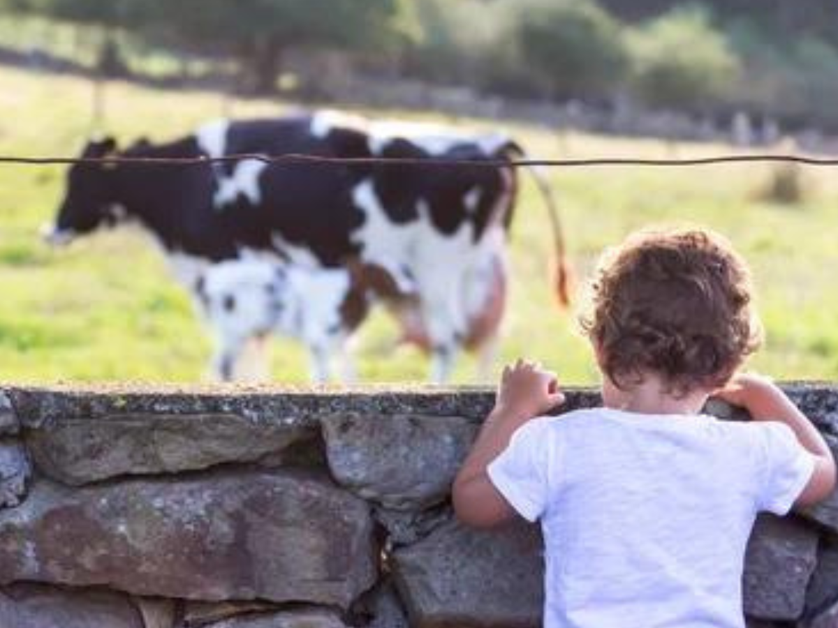 Niño muere tras ser arrastrado por una vaca en Olancho