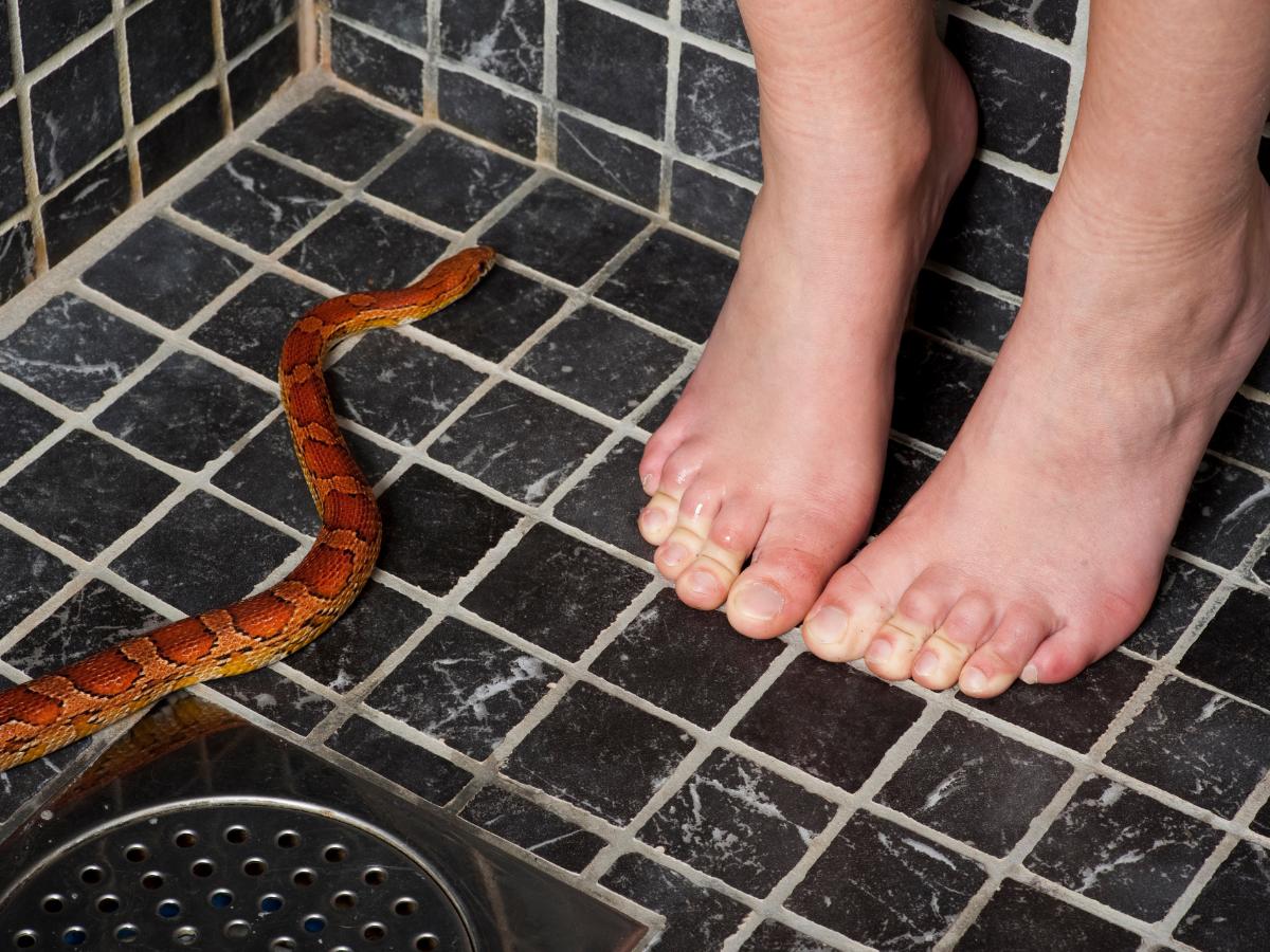 “Muy aterrador”: Mujer es mordida por serpiente escondida en el inodoro de su hogar