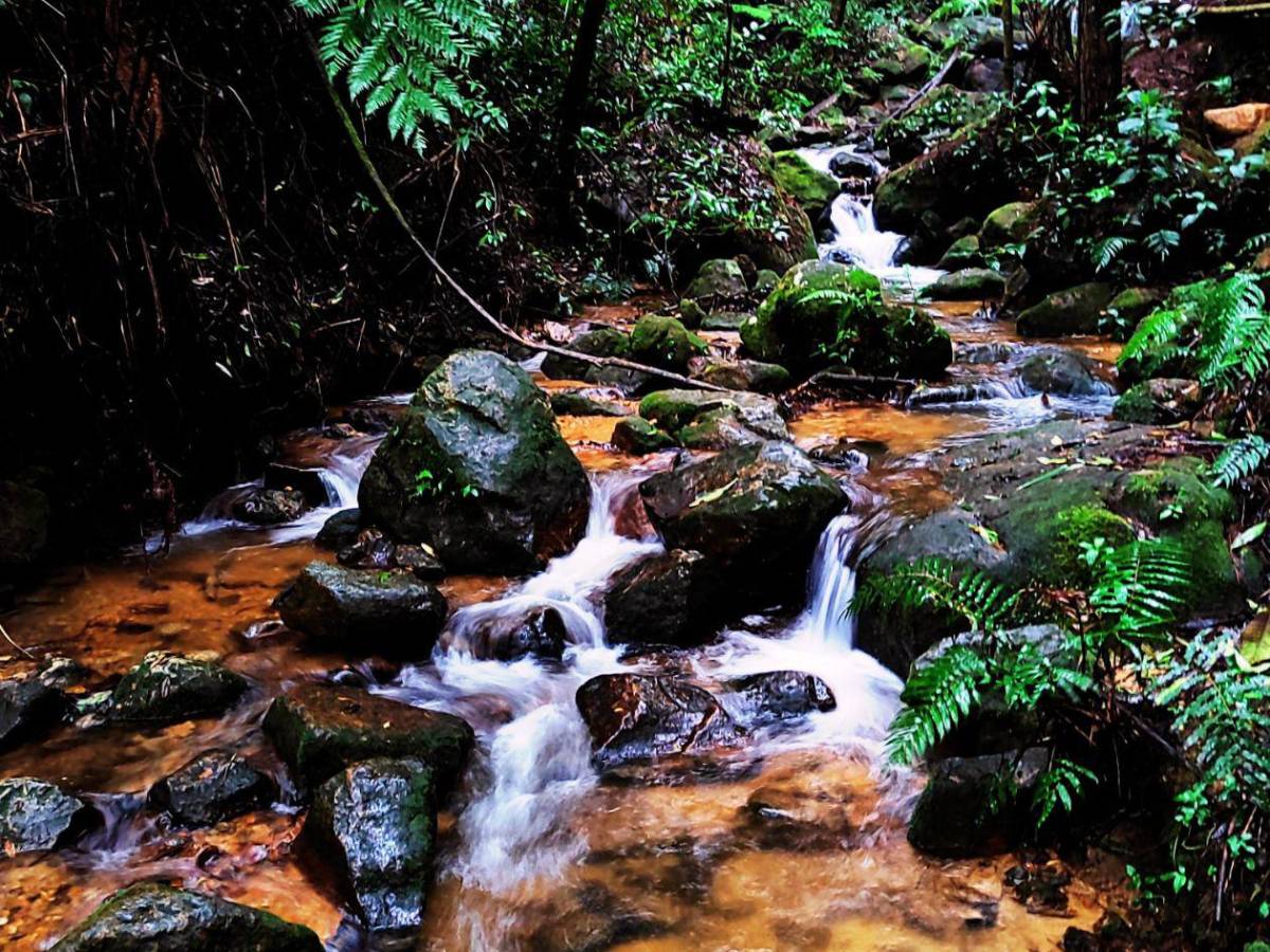 De bosques nublados a playas vírgenes: así de bellos son estos cinco parques nacionales