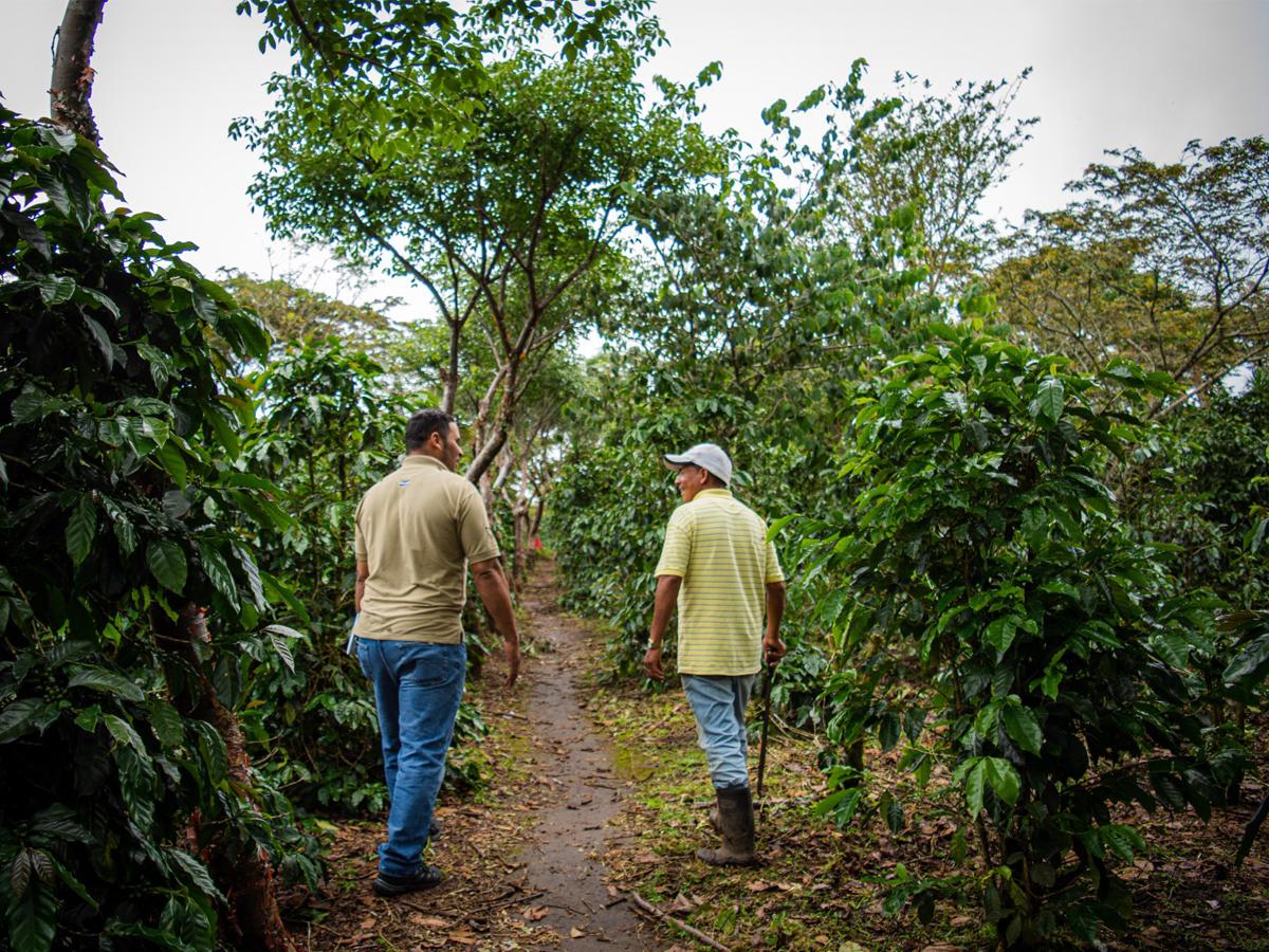Molinos de Honduras, proveedor de café comprometido al desarrollo sostenible, calidad y trazabilidad