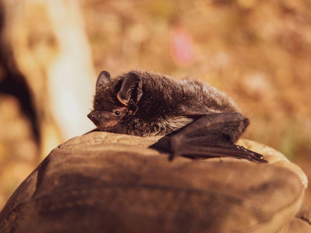 Fallece niño de 11 años tras contraer rabia por contacto con un murciélago mientras dormía