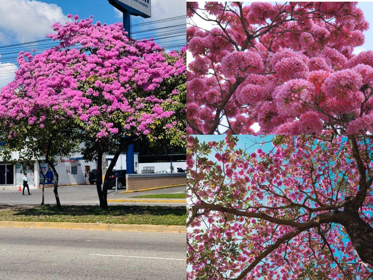 Macuelizos adornan San Pedro Sula en vísperas del Día del Amor y la Amistad