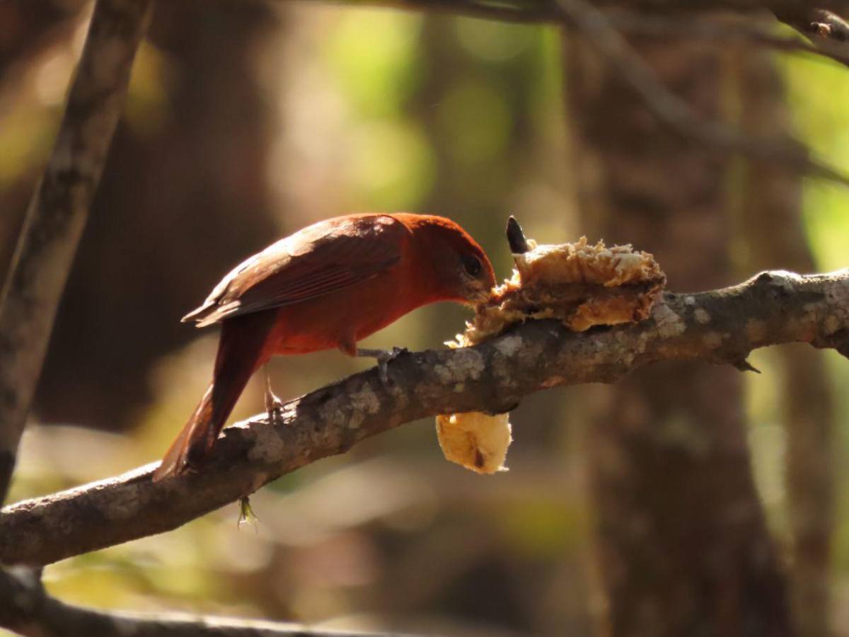 Honduras protege su tesoro natural: impulsa plan para salvar su biodiversidad