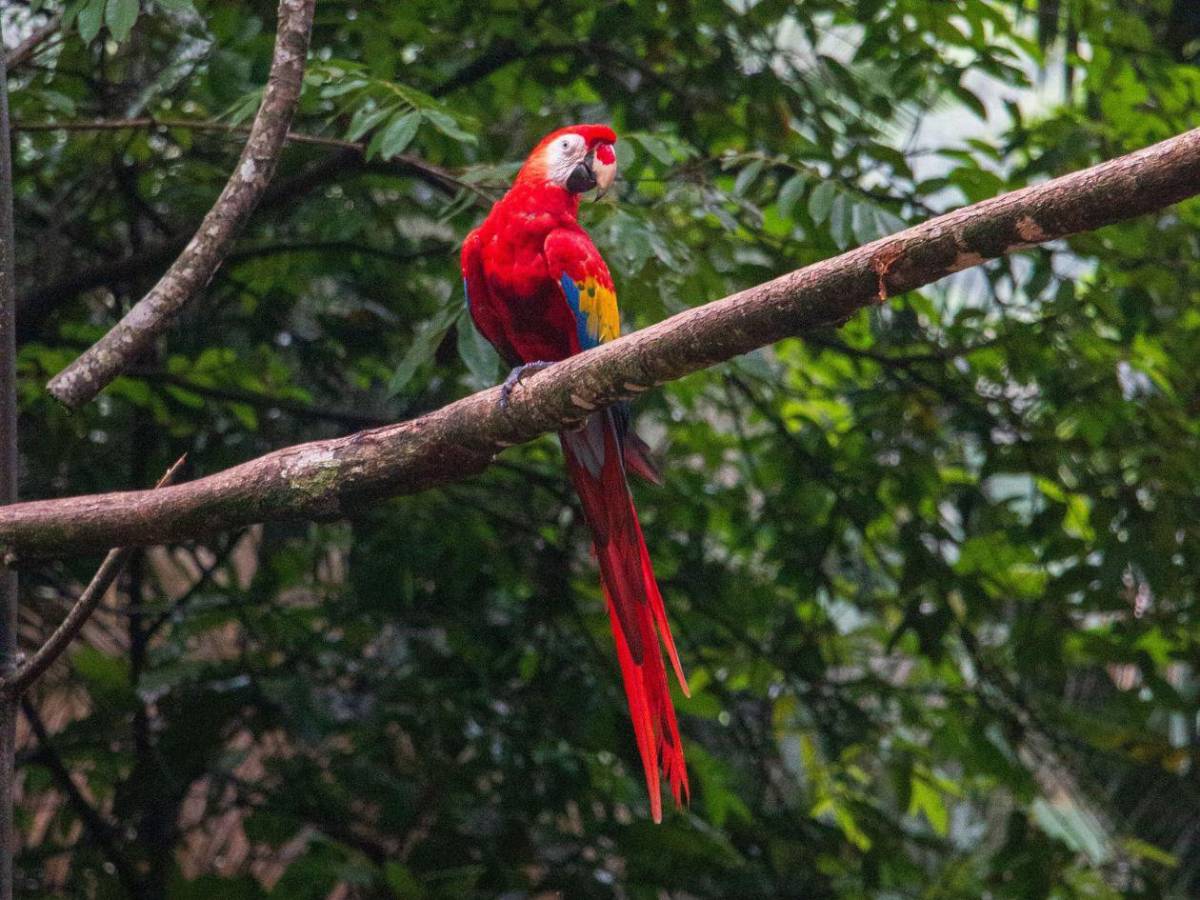 ¡Vuelen alto! Diez hermosas guacamayas vuelven a la vida silvestre en La Ceiba