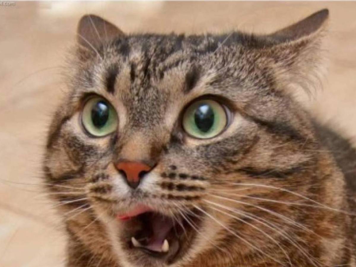 Olimpia recibe burlas tras dolorosa derrota ante Marathón: Los mejores memes del clásico