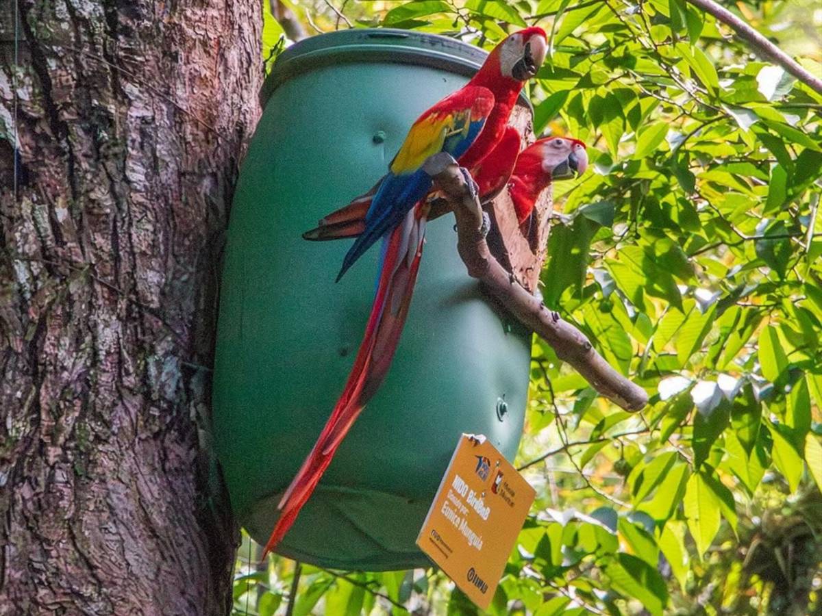 Del huevo al vuelo: el viaje de la guacamaya roja hacia la libertad