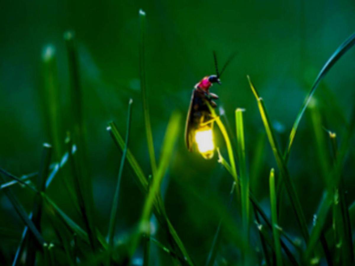 Luciérnagas al borde de la extinción: el mundo podría perder su luz