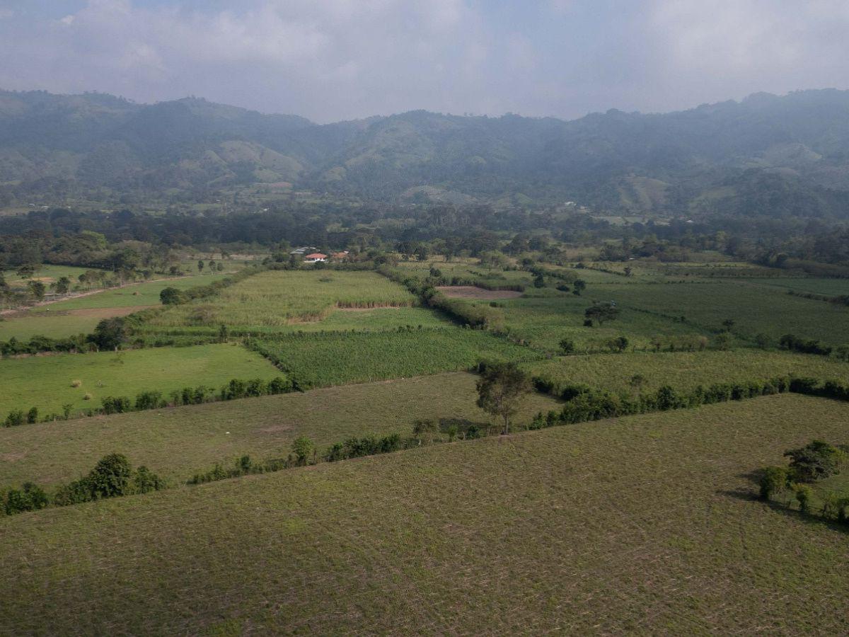 La maleza devora las mansiones de los Valle