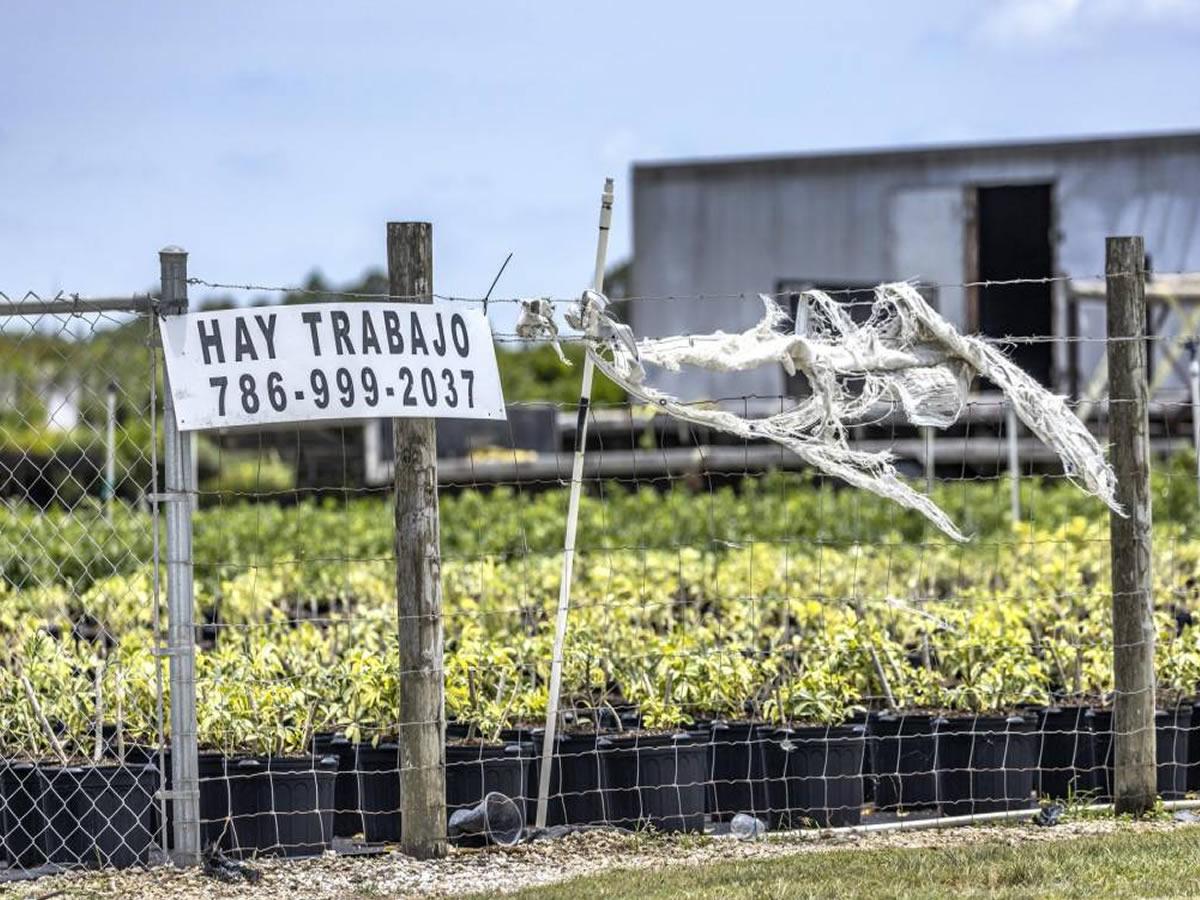 $!La agricultura es uno de los principales rubros afectados, donde laboraban muchos indocumentados.