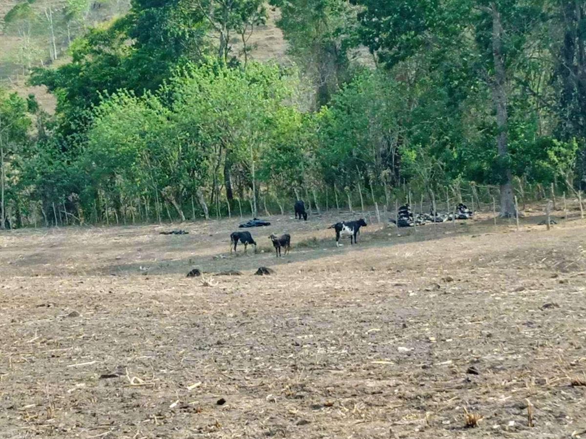 $!De prolongarse dos semanas más afirman que tendrán más perdidas en las fincas.