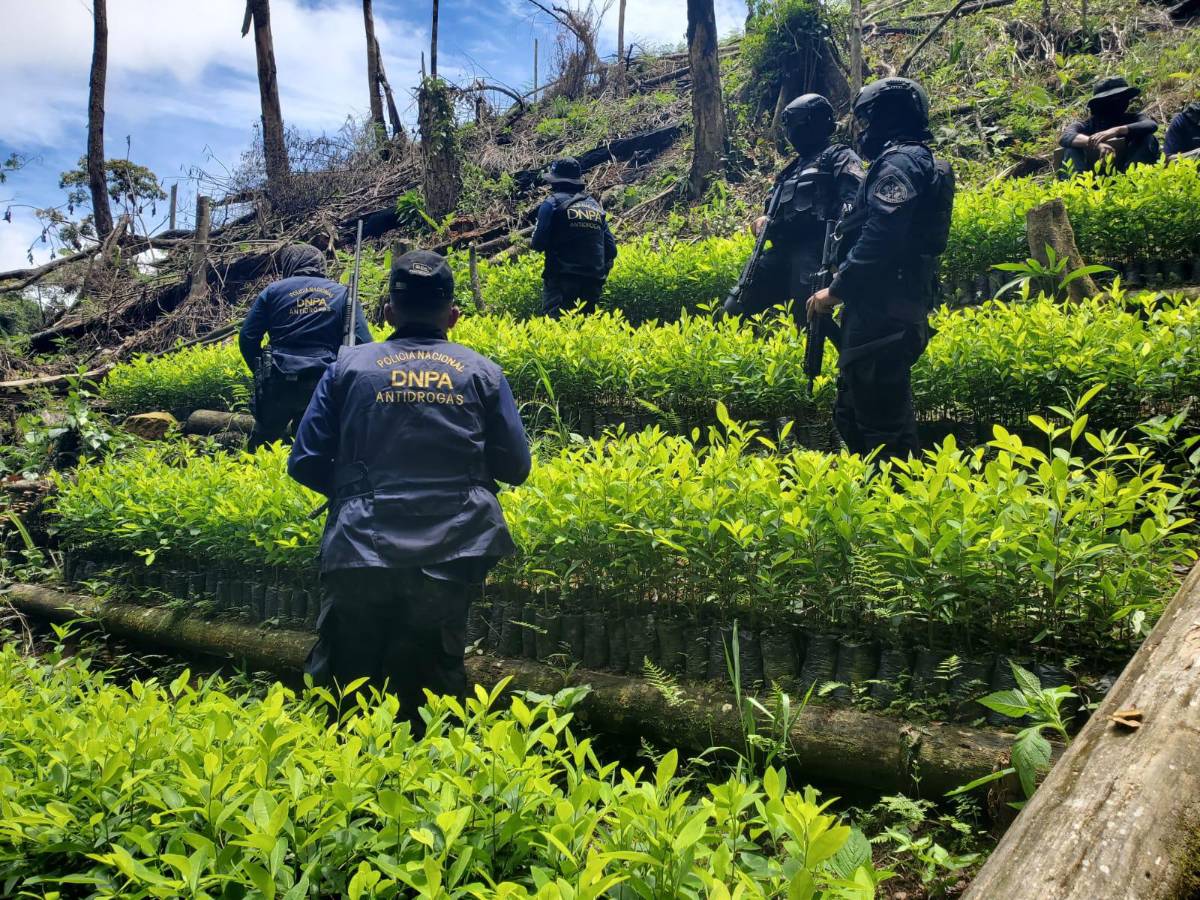 Las plantas fueron destruidas, informó la DNPA.
