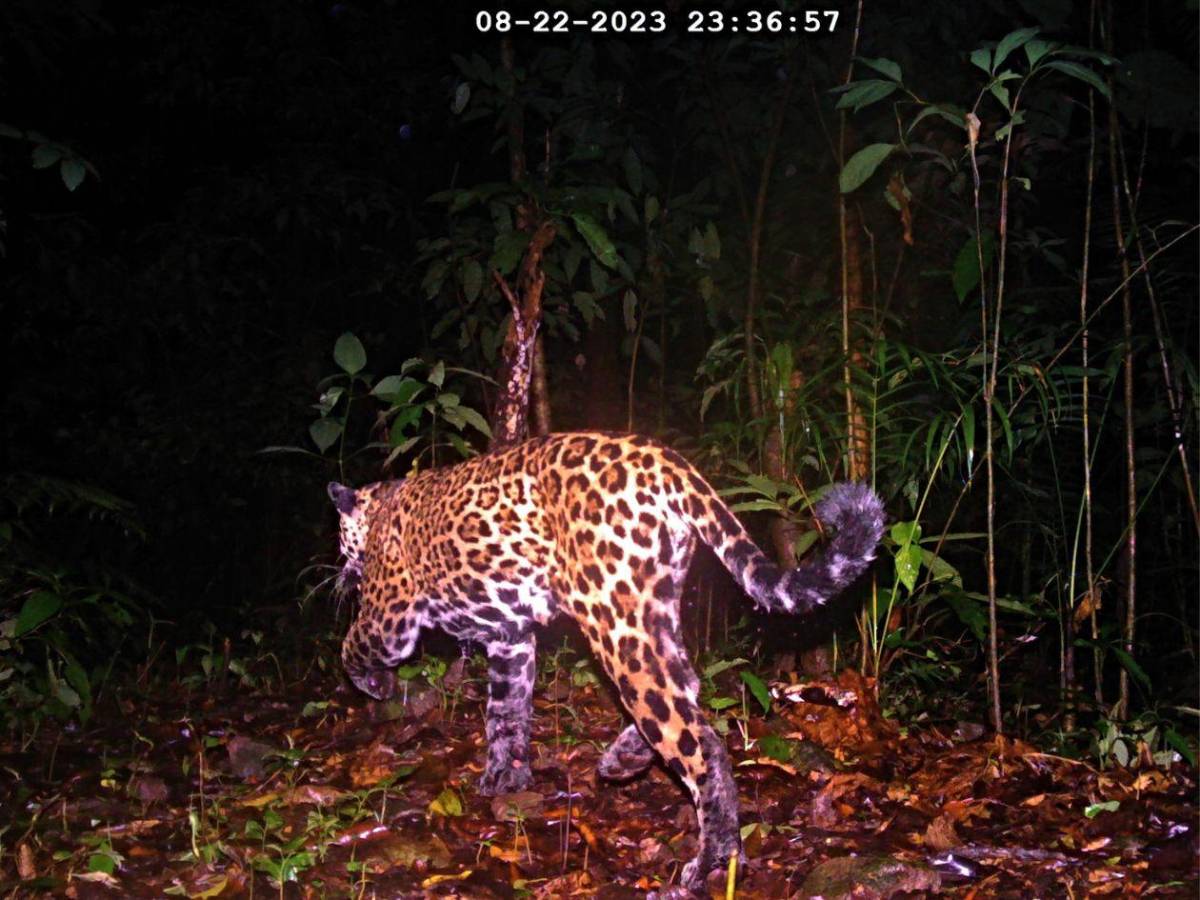 Los felinos y fauna silvestre más fotogénicos de Honduras
