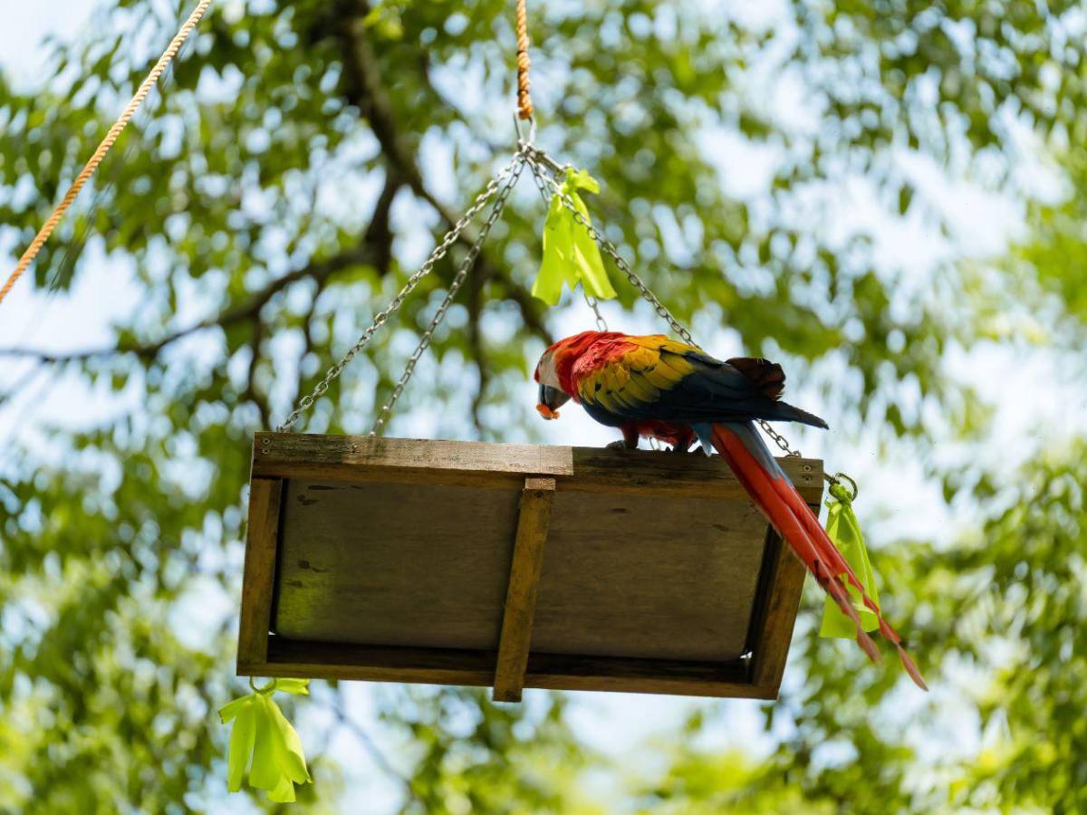 Guacamayas rojas volverán a conquistar el cielo de Copán Ruinas
