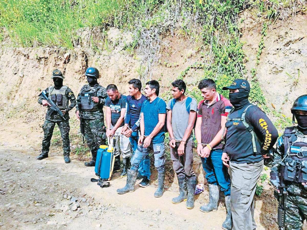 Los acusan de cultivar marihuana en Colón