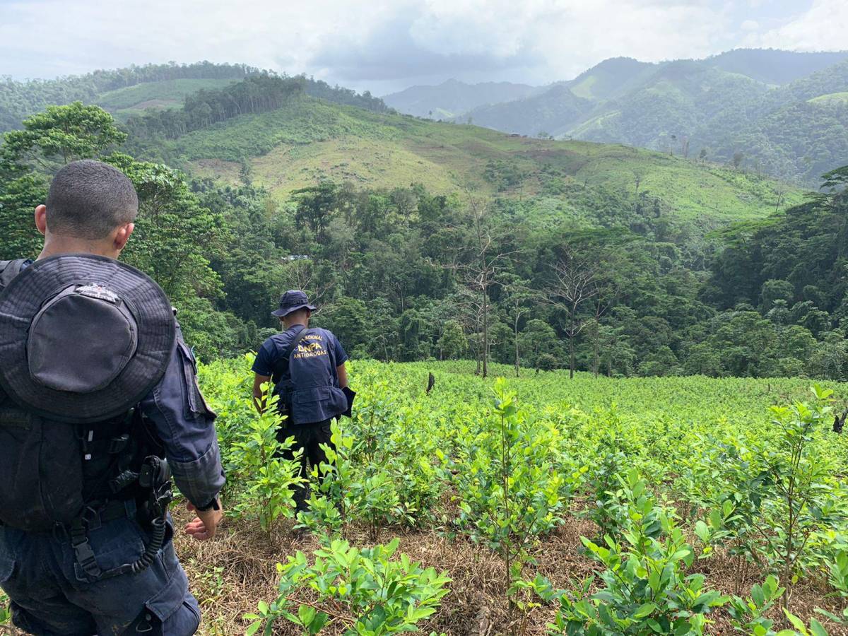 Policía Nacional ha destruido más de un millón 600 mil arbustos de coca