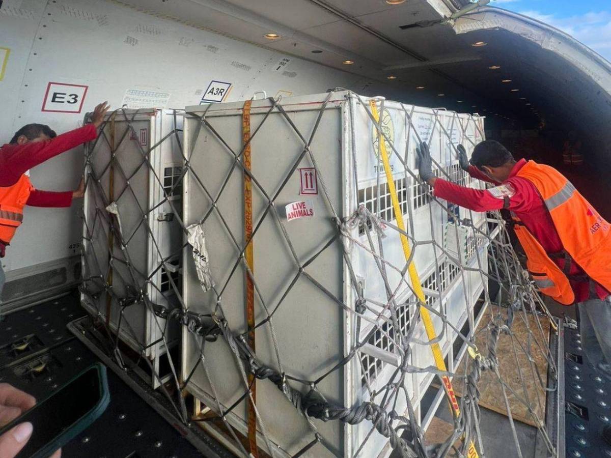 Esta es la razón por la que Honduras reubica ocho grandes felinos en EEUU