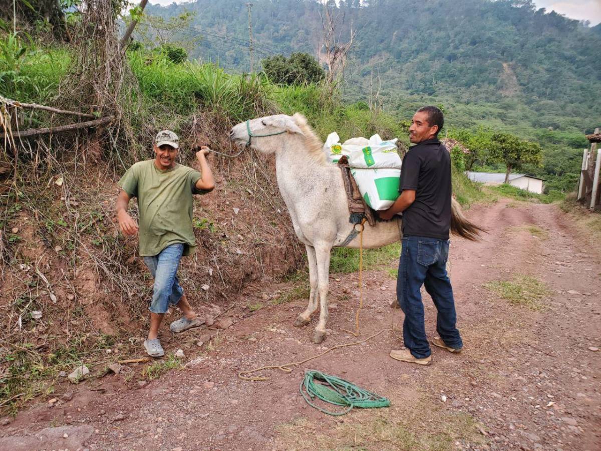 Con un presupuesto asignado de 1,000 millones de lempiras, el gobierno realiza la entrega del Bono Tecnológico Productivo, en beneficio de los productores y la seguridad alimentaria del país.