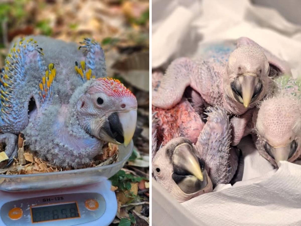Del huevo al vuelo: el viaje de la guacamaya roja hacia la libertad