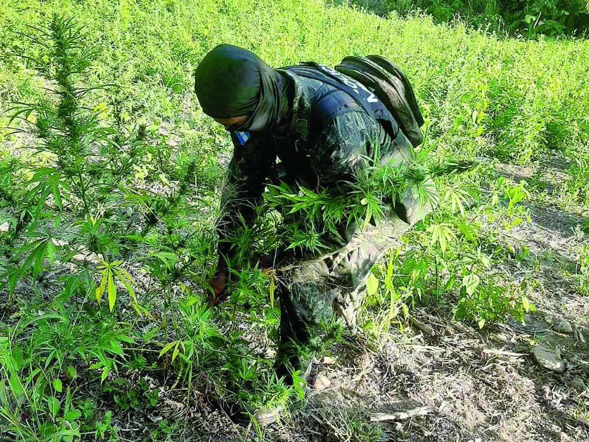 Hallan plantación de marihuana en Tocoa, Colón