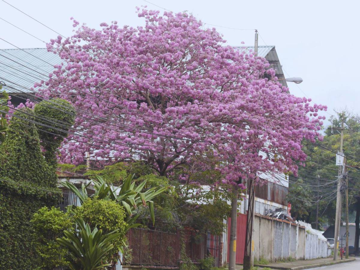 San Pedro Sula se viste de rosa con la floración de los macuelizos