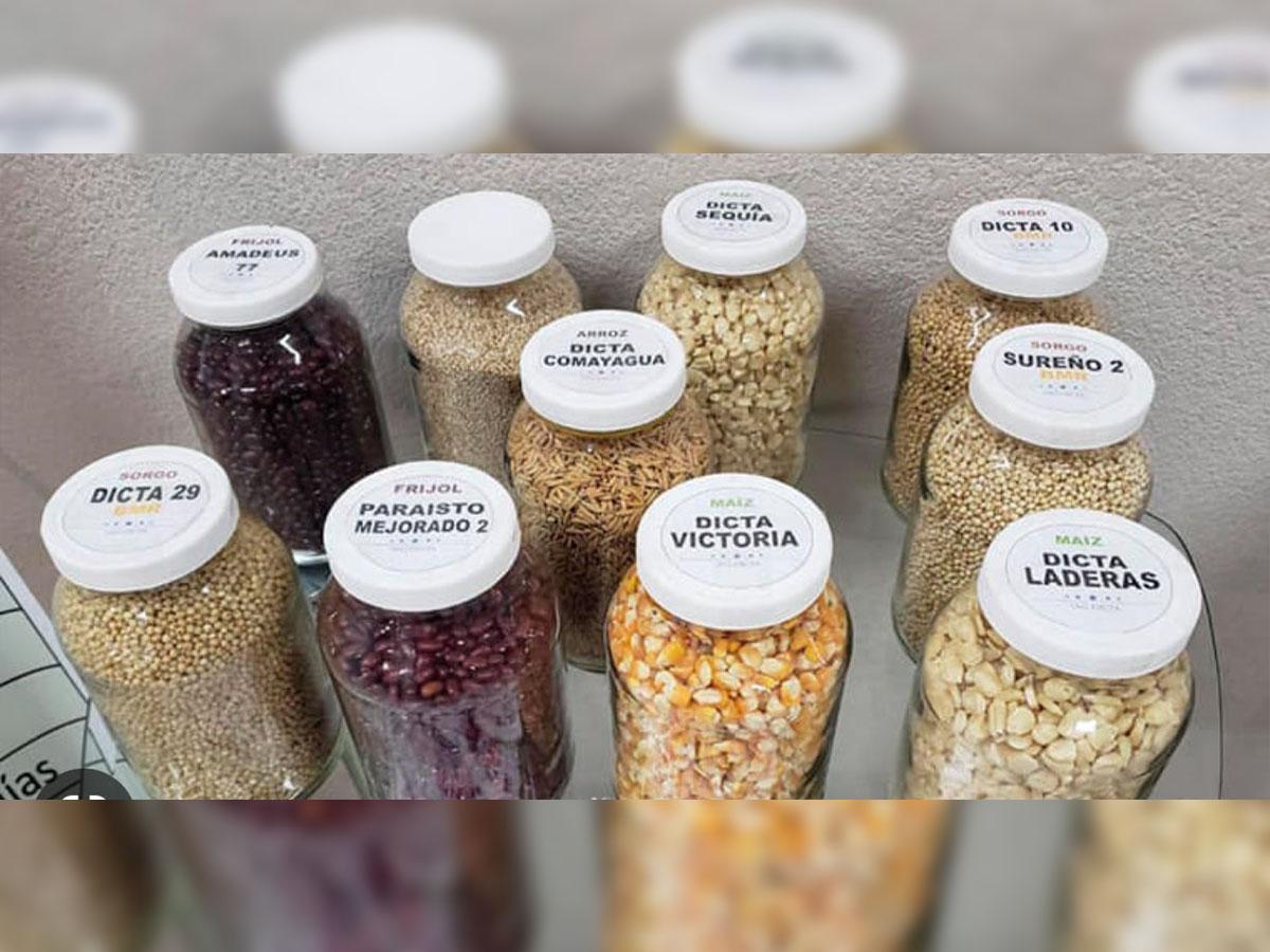 Las semillas que se distribuyen son desarrolladas a través de procesos de validación genética, siendo capaces de enfrentar clima de calor extremo.