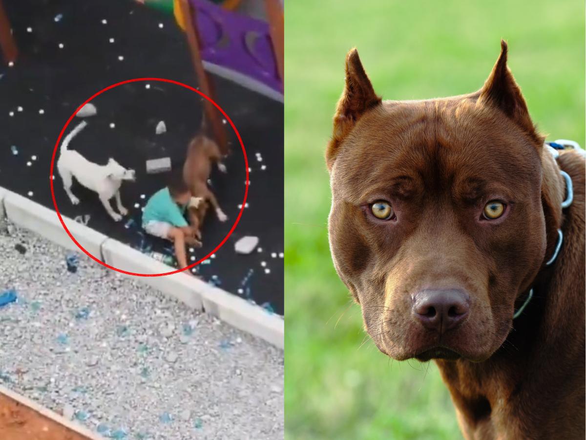Pitbulls atacan ferozmente a un niño en un parque de diversiones