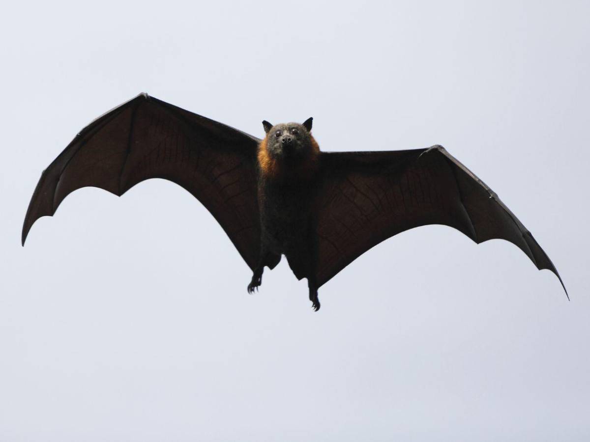 Fallece niño de 11 años tras contraer rabia por contacto con un murciélago mientras dormía