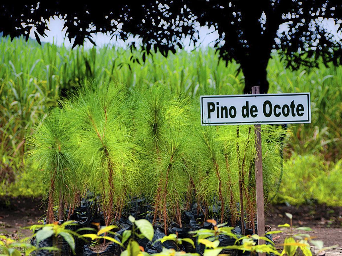 Anualmente producen más de 430 mil plantas en sus viveros para reforestar y donar a sus comunidades.