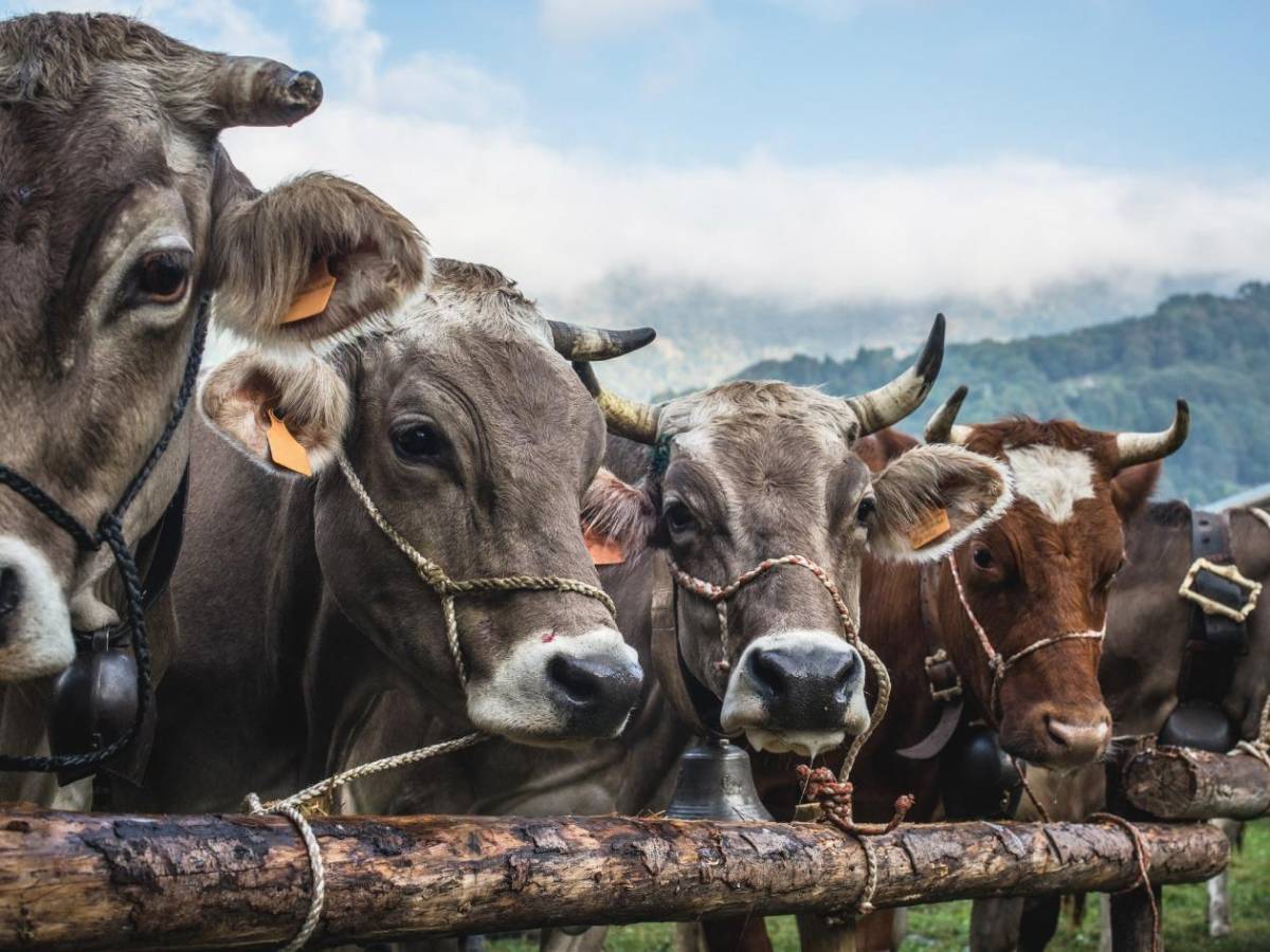 Curiosidades de la Independencia de Centroamérica