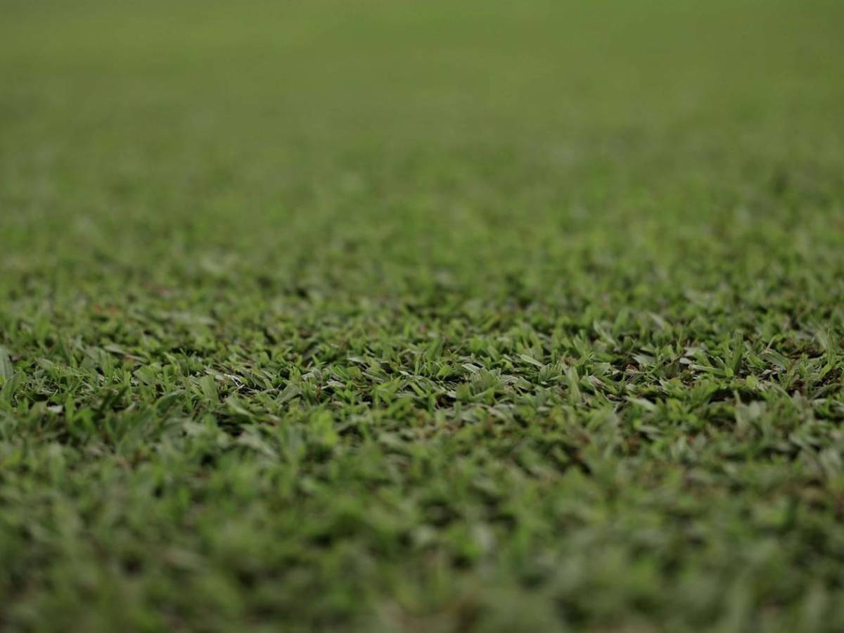 Embellecen estadio Olímpico para la final Marathón - Olimpia: así pulen la grama
