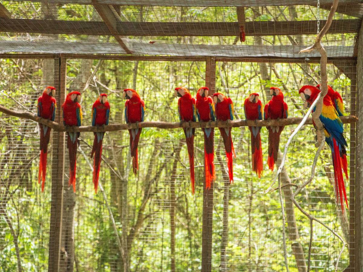 Dos eventos para conocer el sabor del bosque y el vuelo a la libertad en Copán e Intibucá