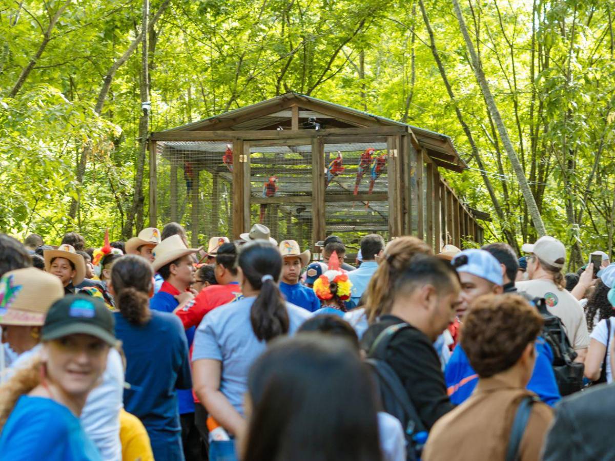 Guacamayas rojas volverán a conquistar el cielo de Copán Ruinas