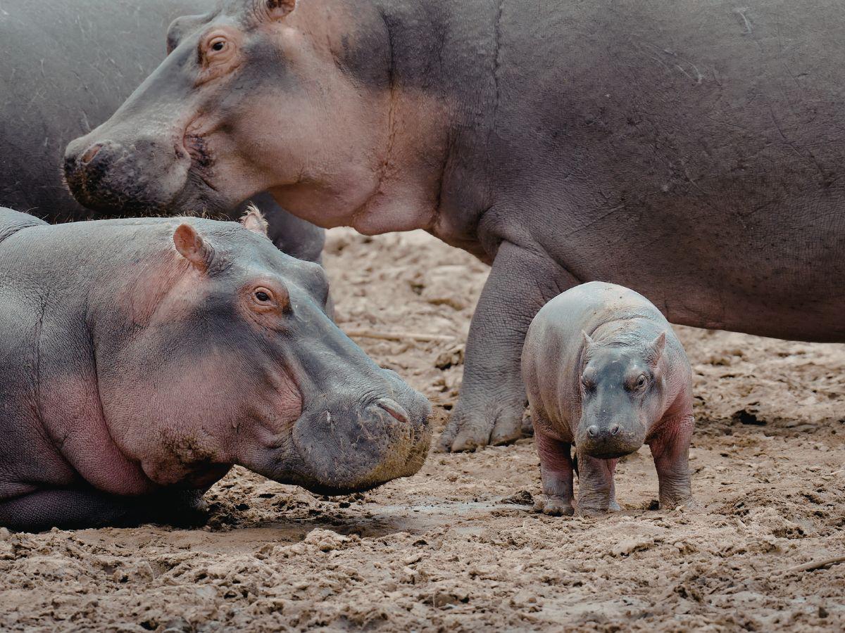 Este será el triste final de los hipopótamos de Pablo Escobar