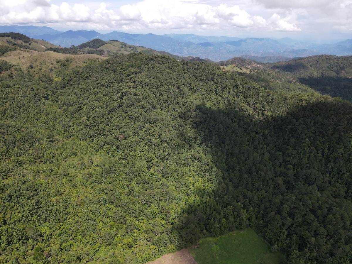 Área de 35 manzanas en proceso de compra dentro de la microcuenca Cerro Negro.