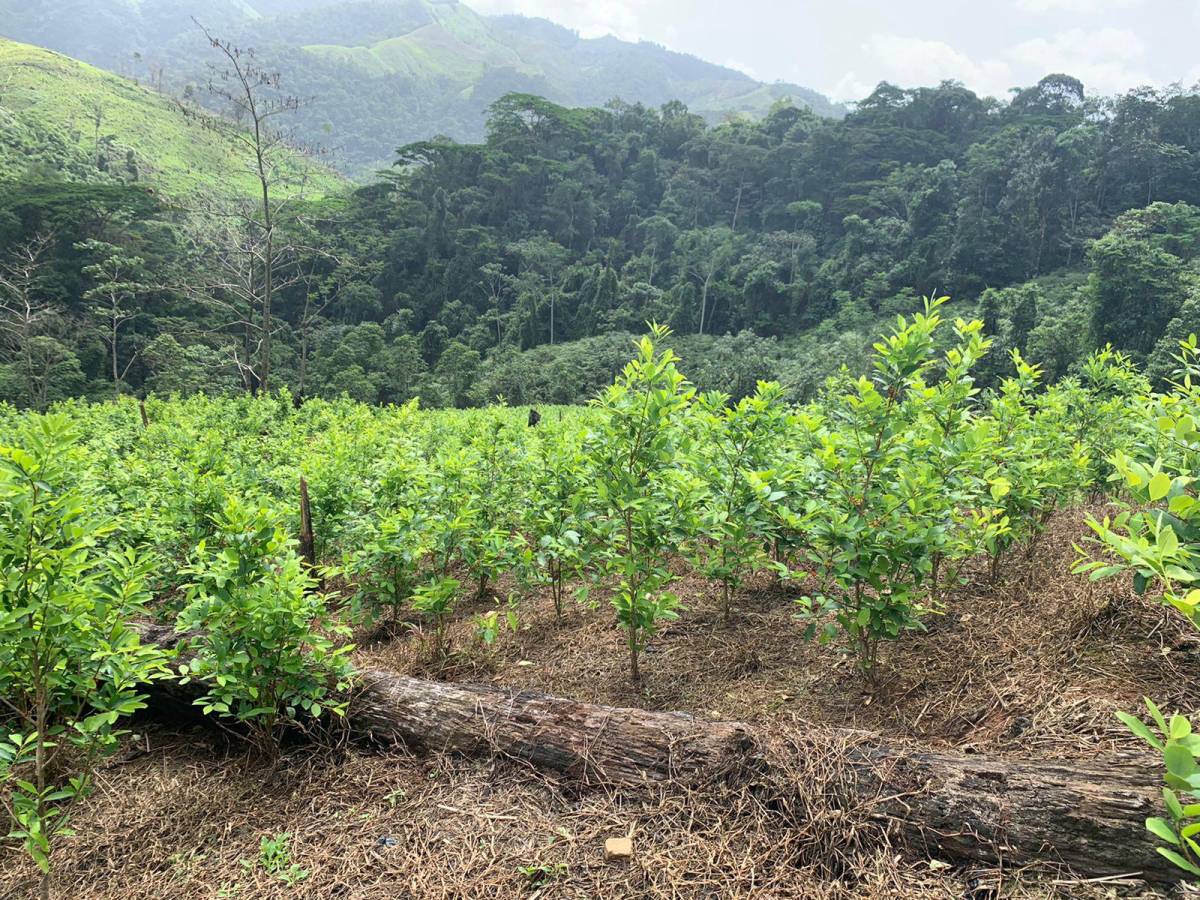 Este conteo de más de un millón 600 mil arbustos de coca fueron erradicadas en operaciones en todo el territorio nacional.