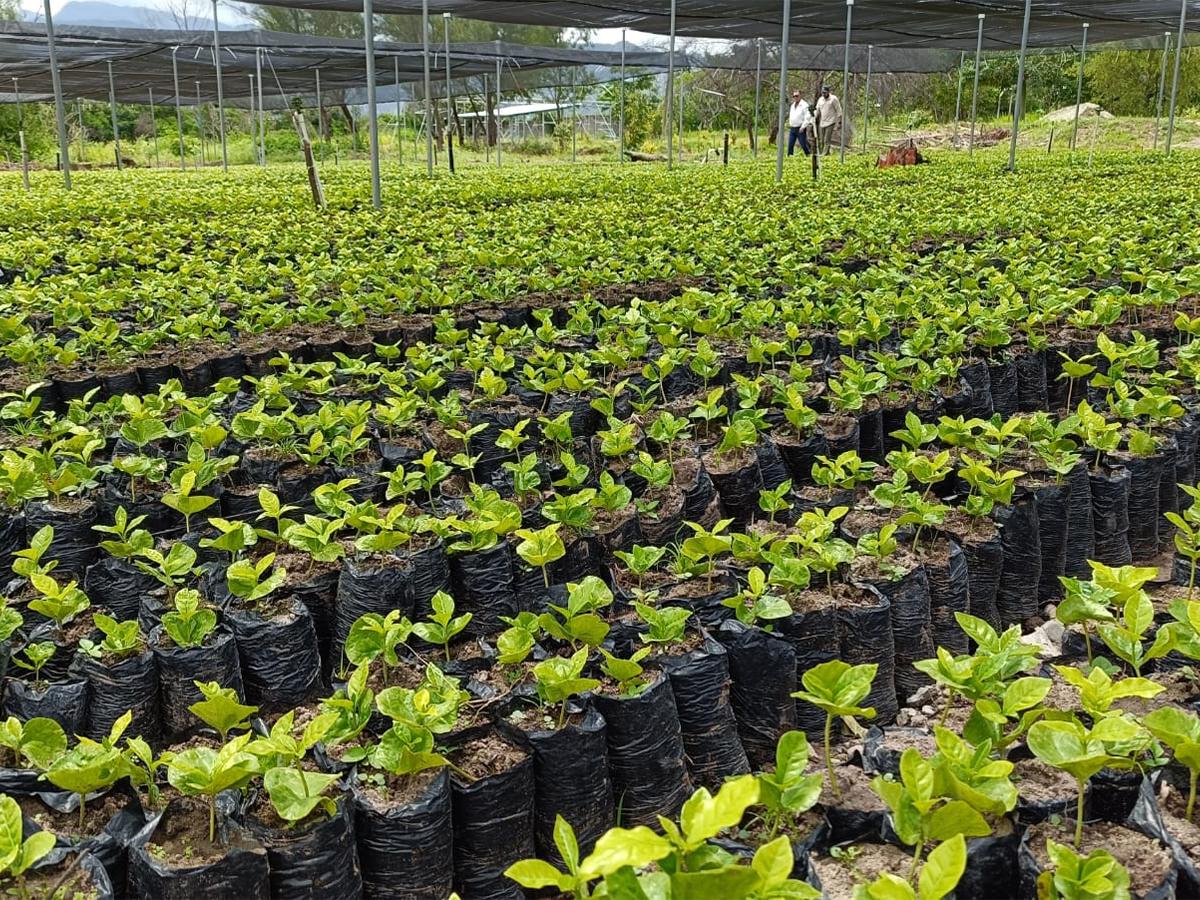 Gobierno de Honduras lanza plan para revitalizar el parque cafetalero