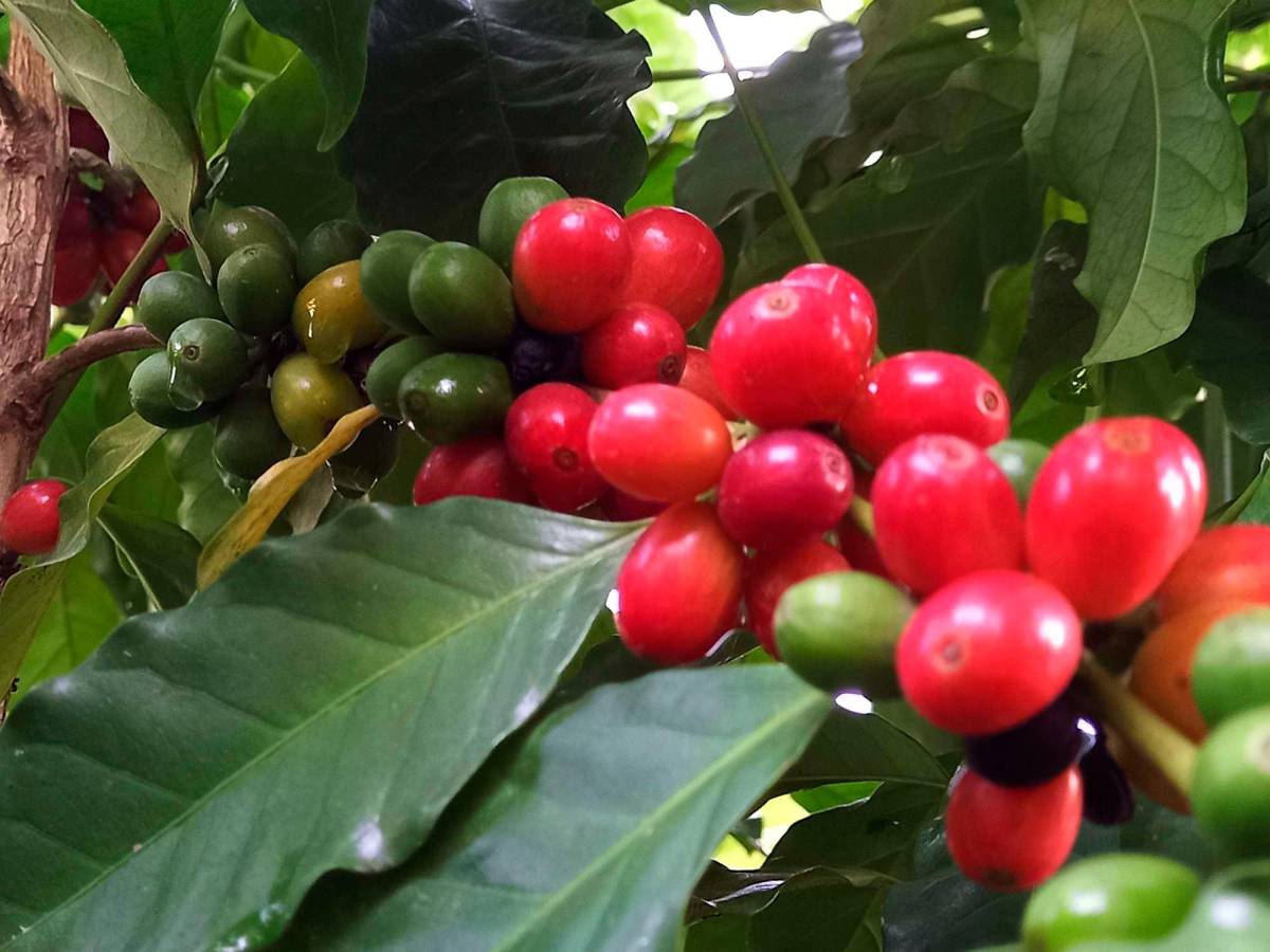 Café deja $228.5 millones más en divisas esta cosecha