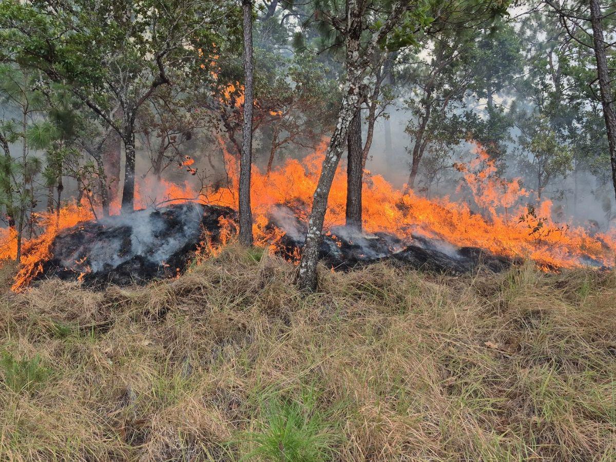Fotos estremecedoras: estragos y pérdidas causadas por los feroces incendios en El Salvador