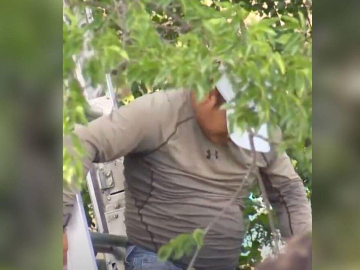 ¿Quién es el migrante que trepó un árbol para evitar ser arrestado?