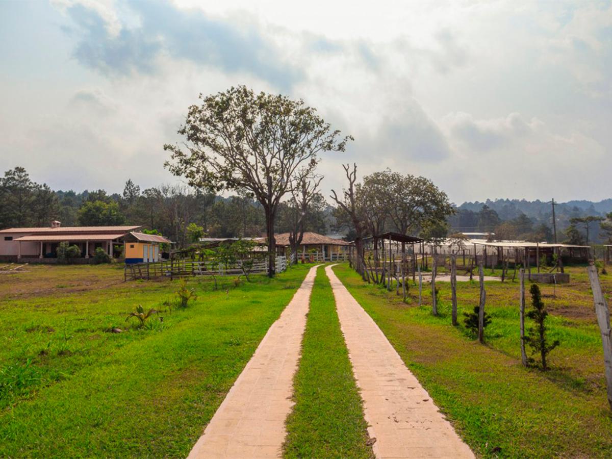 La belleza natural rodea cada rincón de Finca Santa Elena, ofreciendo un paisaje de ensueño entre pinos y cafetales.