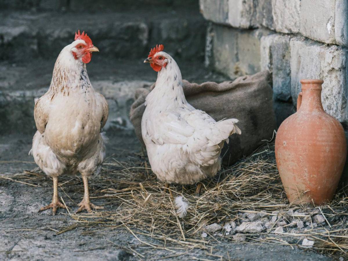 ¿Puedo comer pollo y huevos? Las 15 preguntas y respuestas sobre la gripe aviar