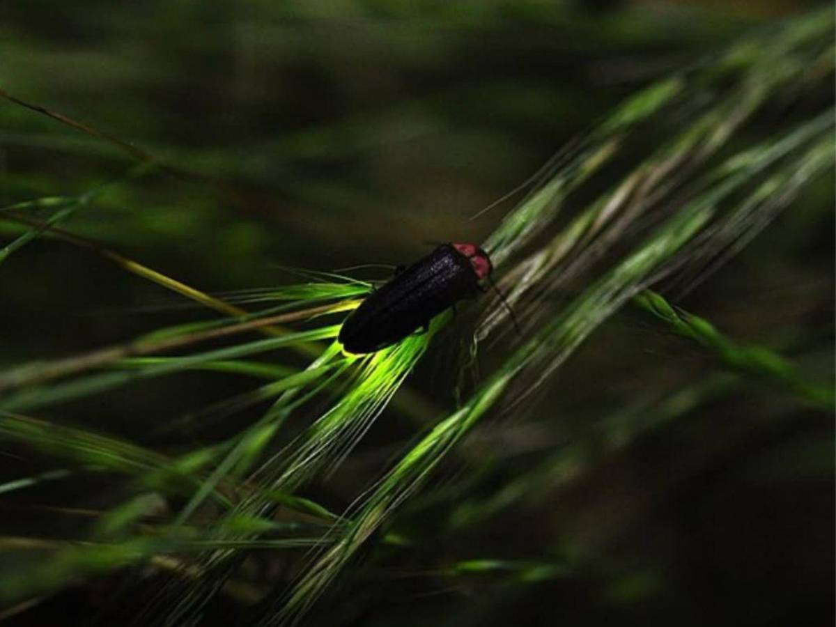 Luciérnagas al borde de la extinción: el mundo podría perder su luz