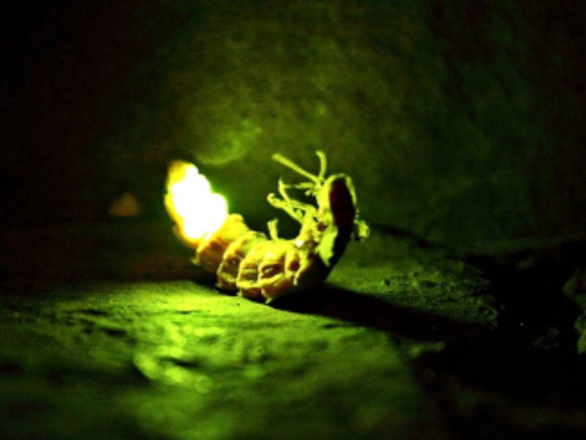 Luciérnagas al borde de la extinción: el mundo podría perder su luz
