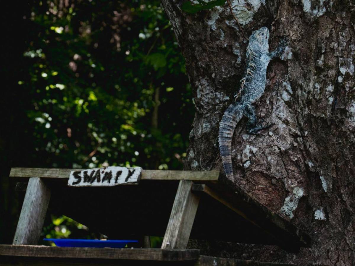 Entre nacimientos y despedidas: Útila celebra nuevas crías y llora a Swampy
