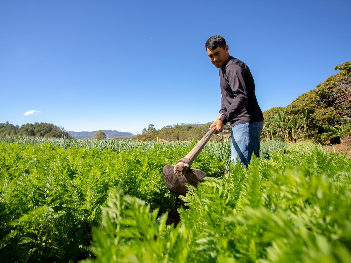 Como miembro de Alianza para Centroamérica, Ficohsa apoyará la seguridad alimentaria y agricultura climáticamente inteligente.