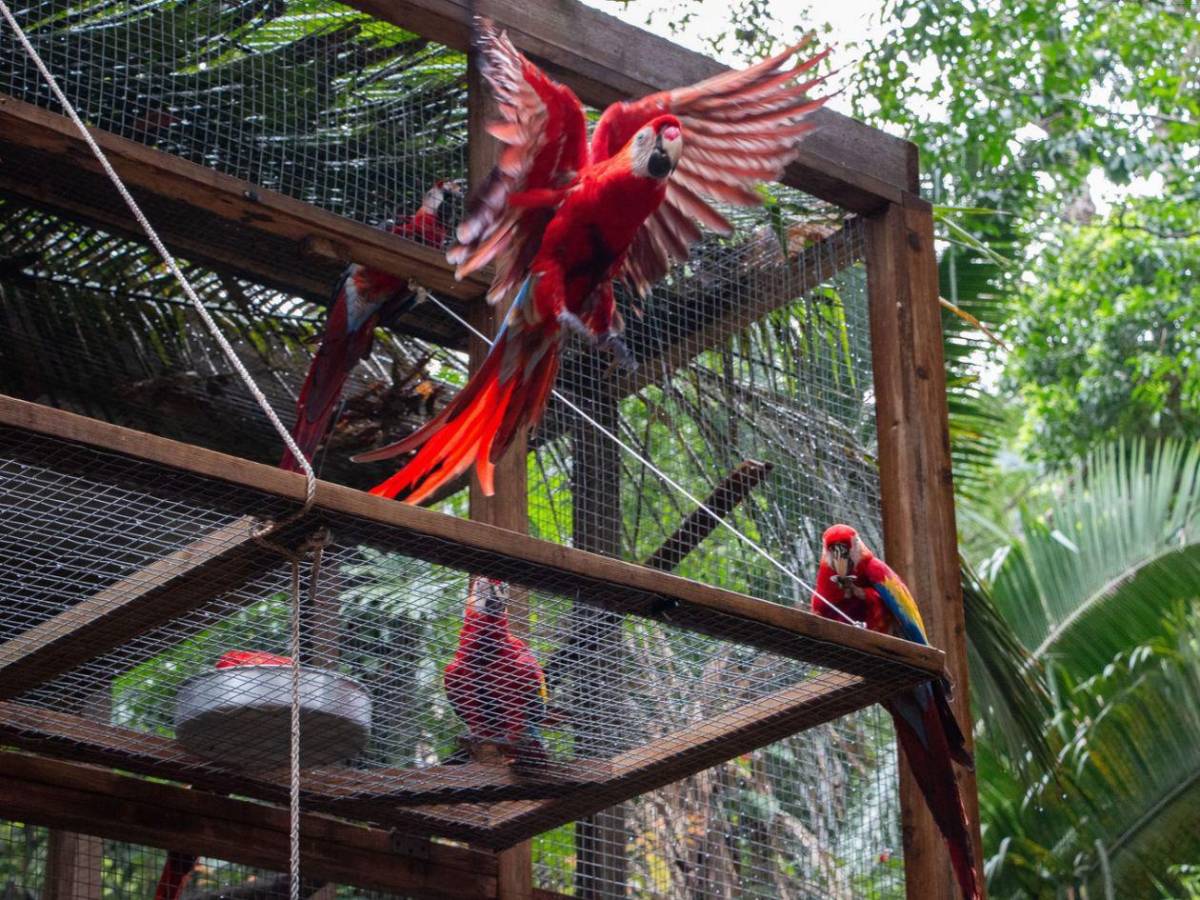 ¡Vuelen alto! Diez hermosas guacamayas vuelven a la vida silvestre en La Ceiba