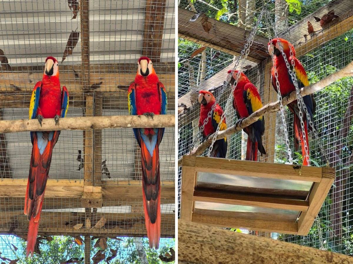 Del huevo al vuelo: el viaje de la guacamaya roja hacia la libertad